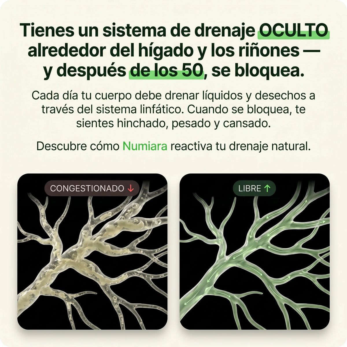 Sistema de drenaje oculto alrededor del hígado y los riñones